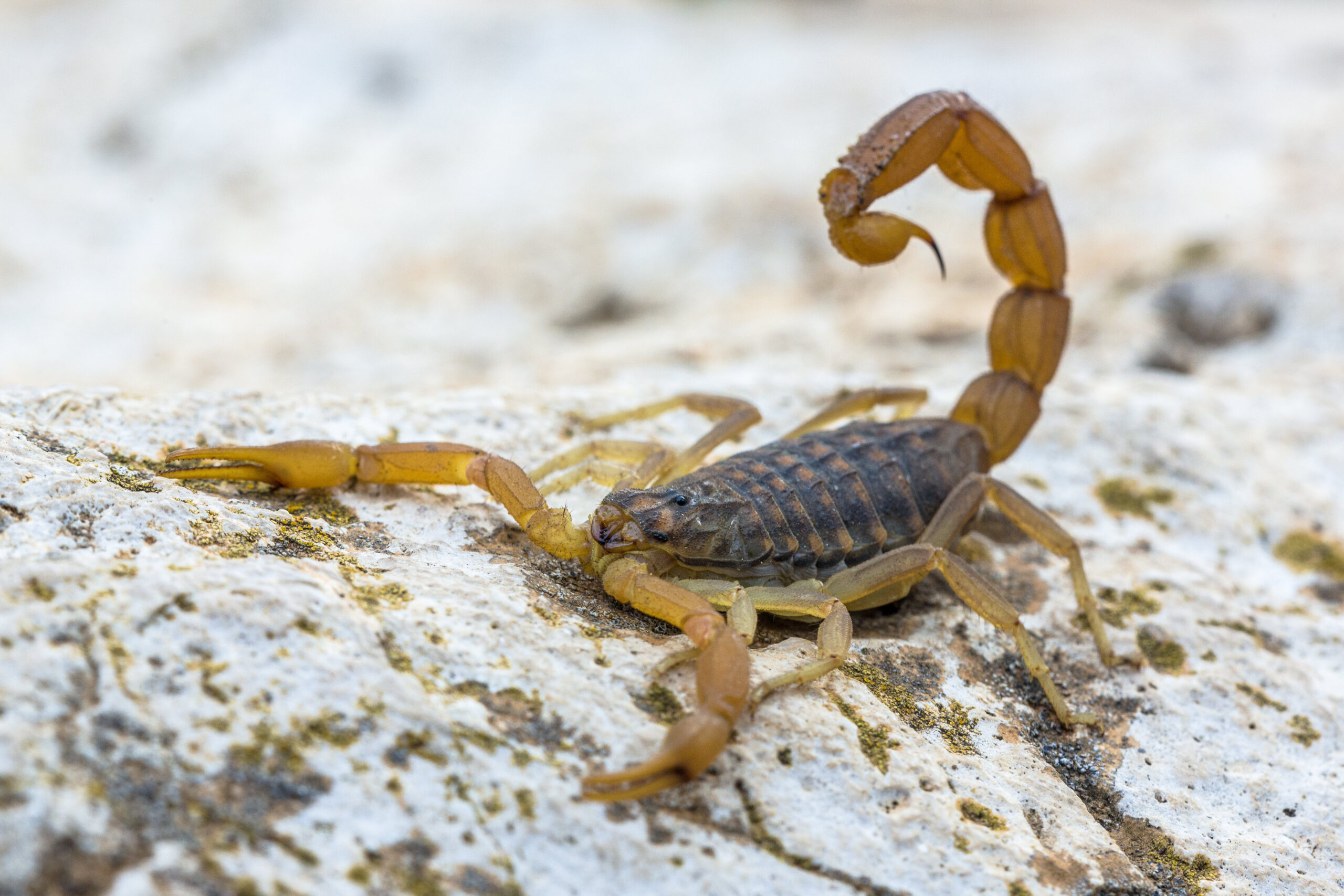 common-yellow-scorpion web res