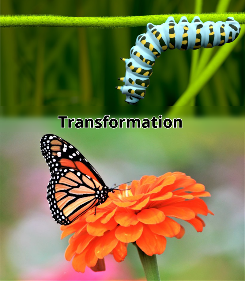 caterpillar to butterfly