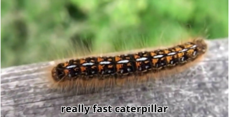 really fast caterpillar